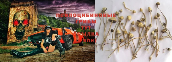 прущие грибы Баксан